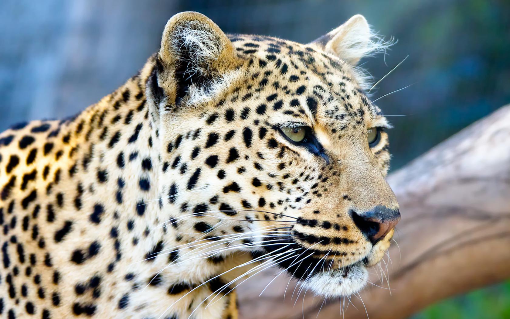 Леопард, взгляд, дерево, джунгли Животные картинки, обои рабочий стол