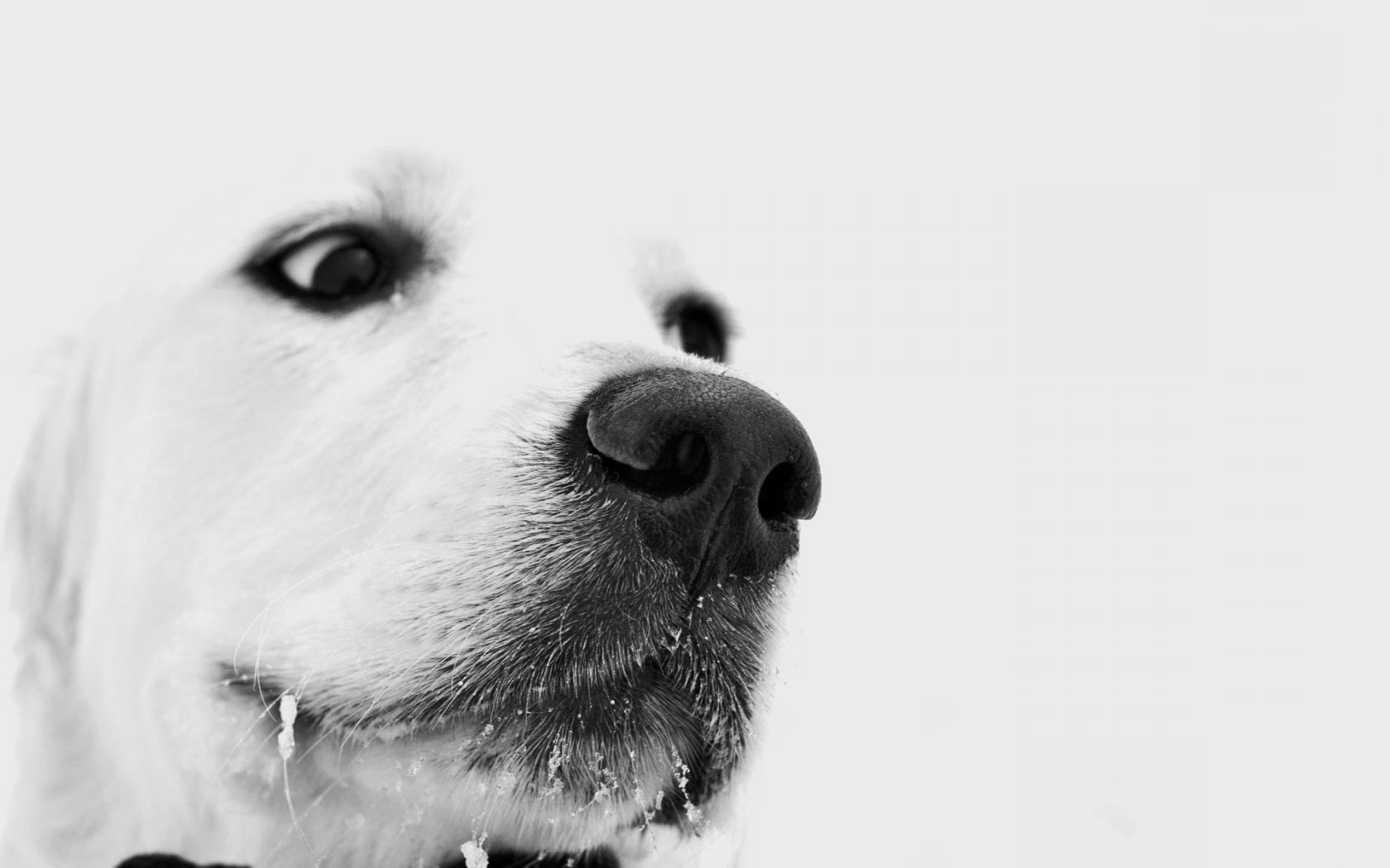 Белый пёсик Животные картинки, обои рабочий стол