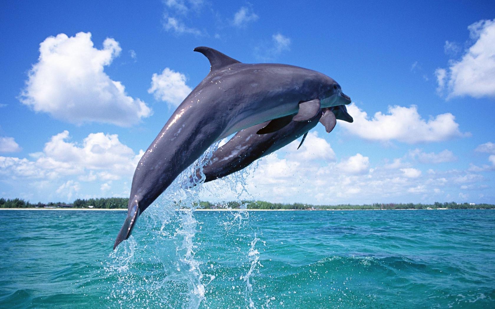 Фотографии дельфинов в живой природе