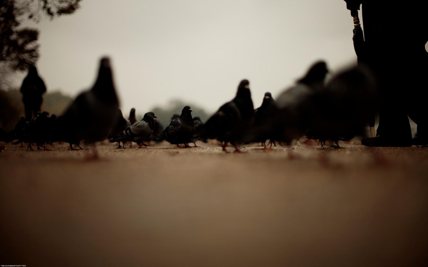 Голуби, гули, птицы Животные картинки, обои рабочий стол