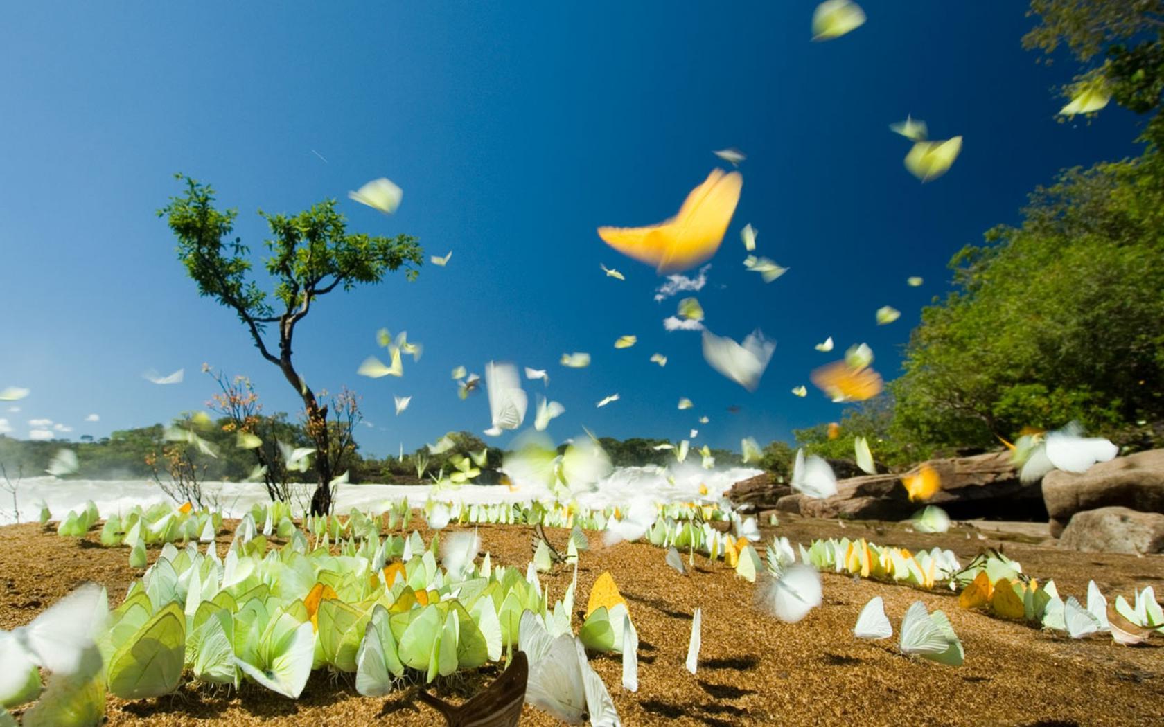 Летние бабочки Животные картинки, обои рабочий стол