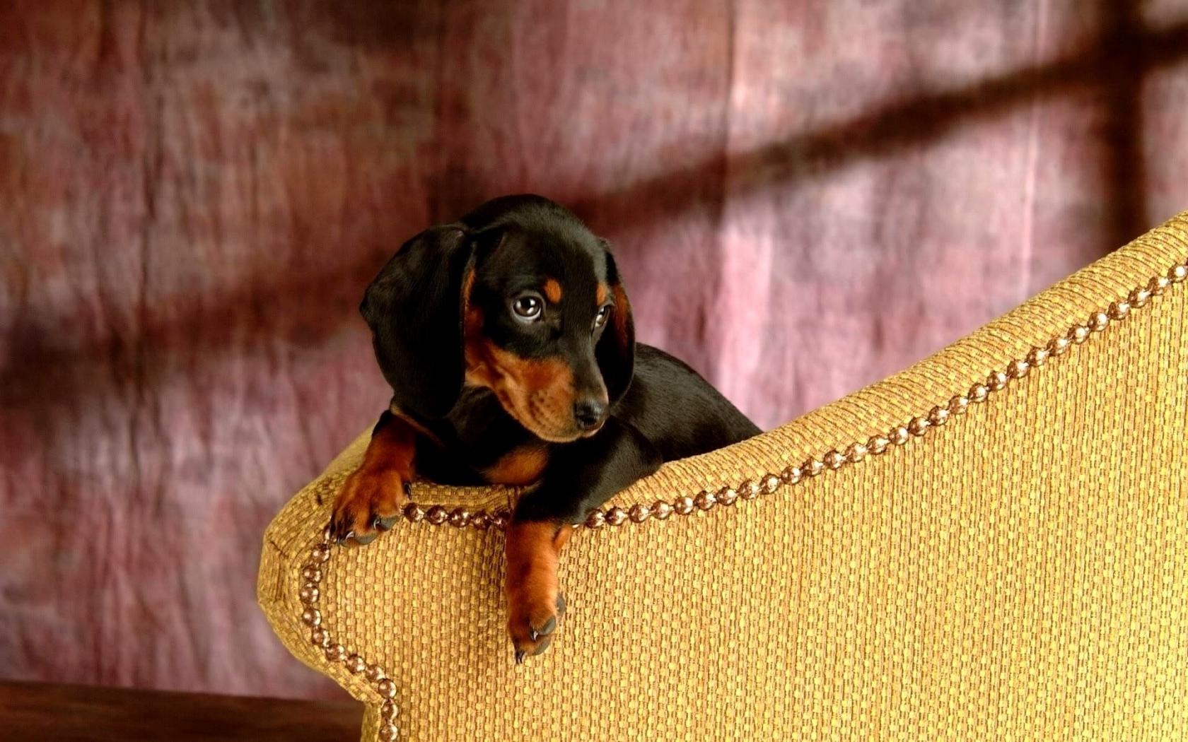 Собака, друг, преданность Животные картинки, обои рабочий стол