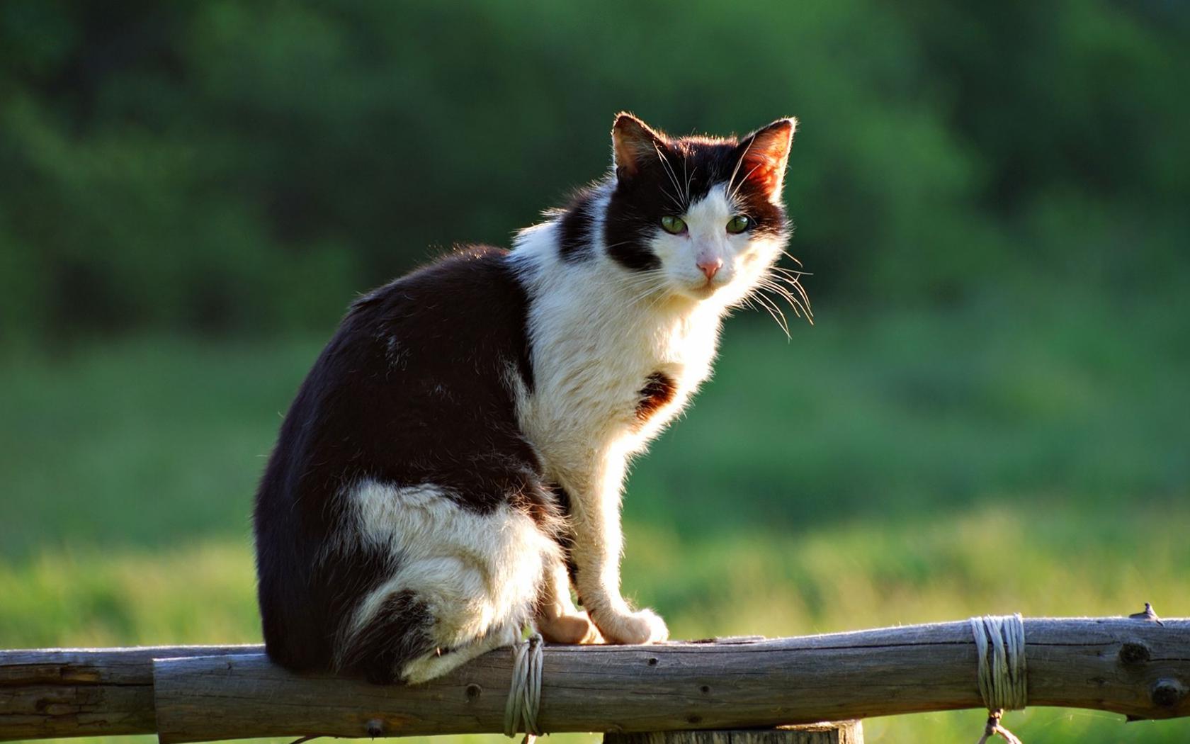 Облезший кот Животные картинки, обои рабочий стол