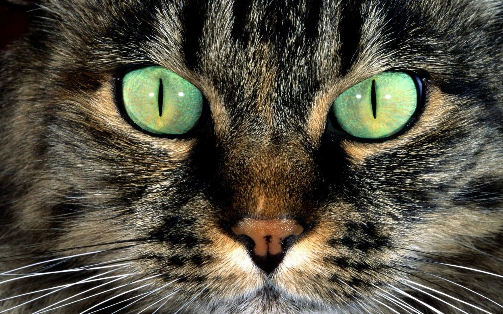 Зелёные глаза Животные картинки, обои рабочий стол