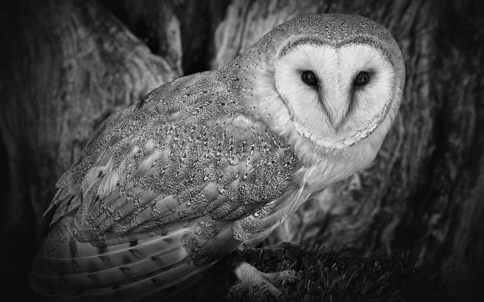 Черно-белое совы Животные картинки, обои рабочий стол