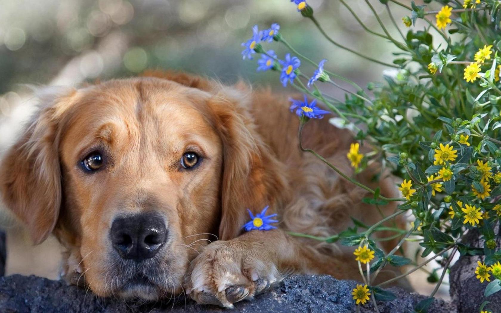 Золотистый ретривер Животные картинки, обои рабочий стол