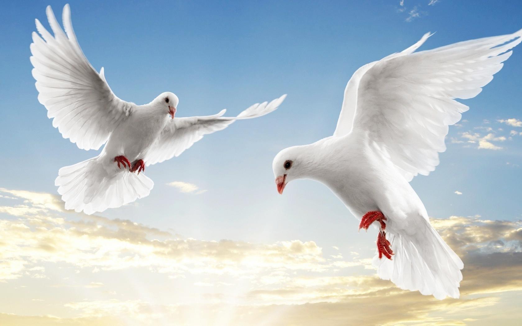 Голуби, белые, парят, небо Животные картинки, обои рабочий стол
