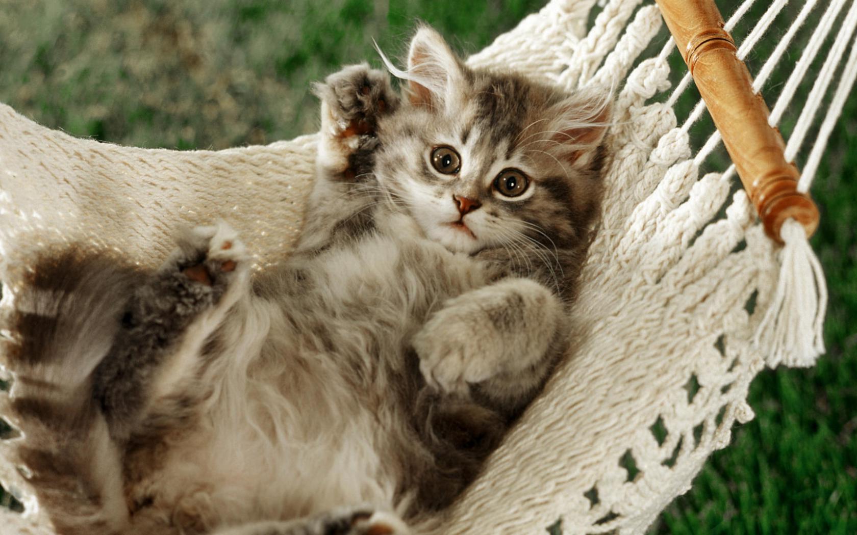 Кот, гамак, лапы Животные картинки, обои рабочий стол
