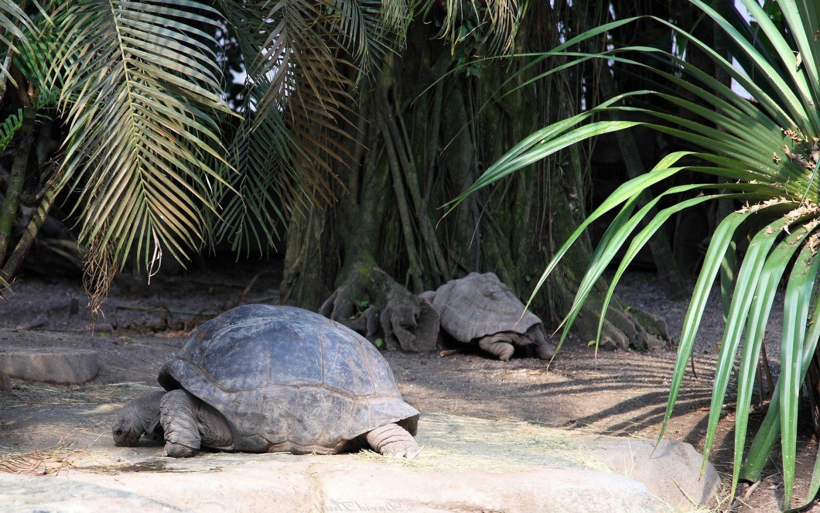 Черепахи, большие Животные картинки, обои рабочий стол