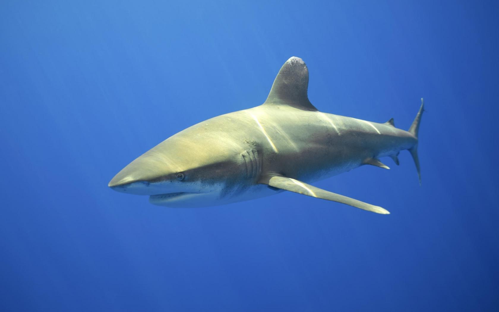 Акула под водой Животные картинки, обои рабочий стол
