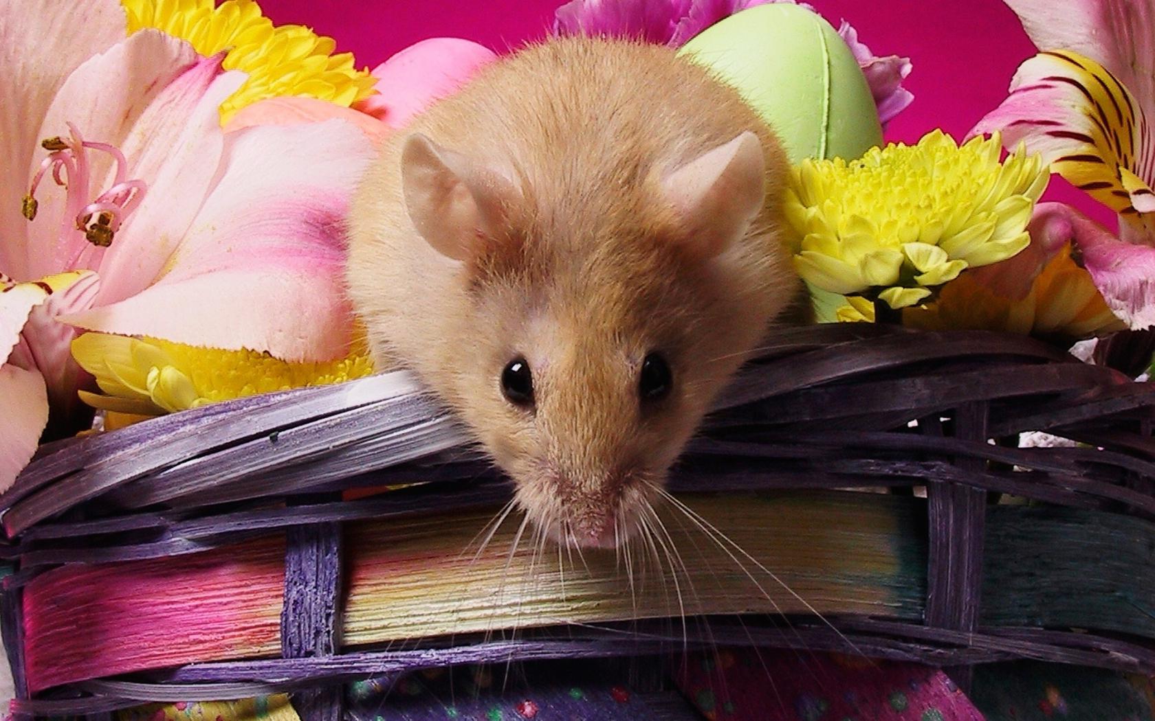 Мышка, цветы, корзинка Животные картинки, обои рабочий стол