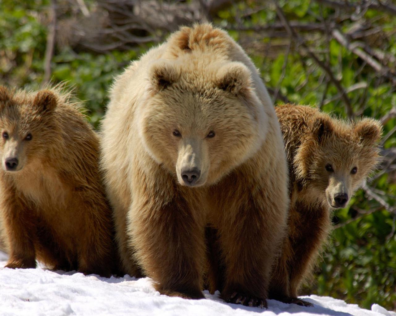 Медведи, медведь, снег Животные картинки, обои рабочий стол