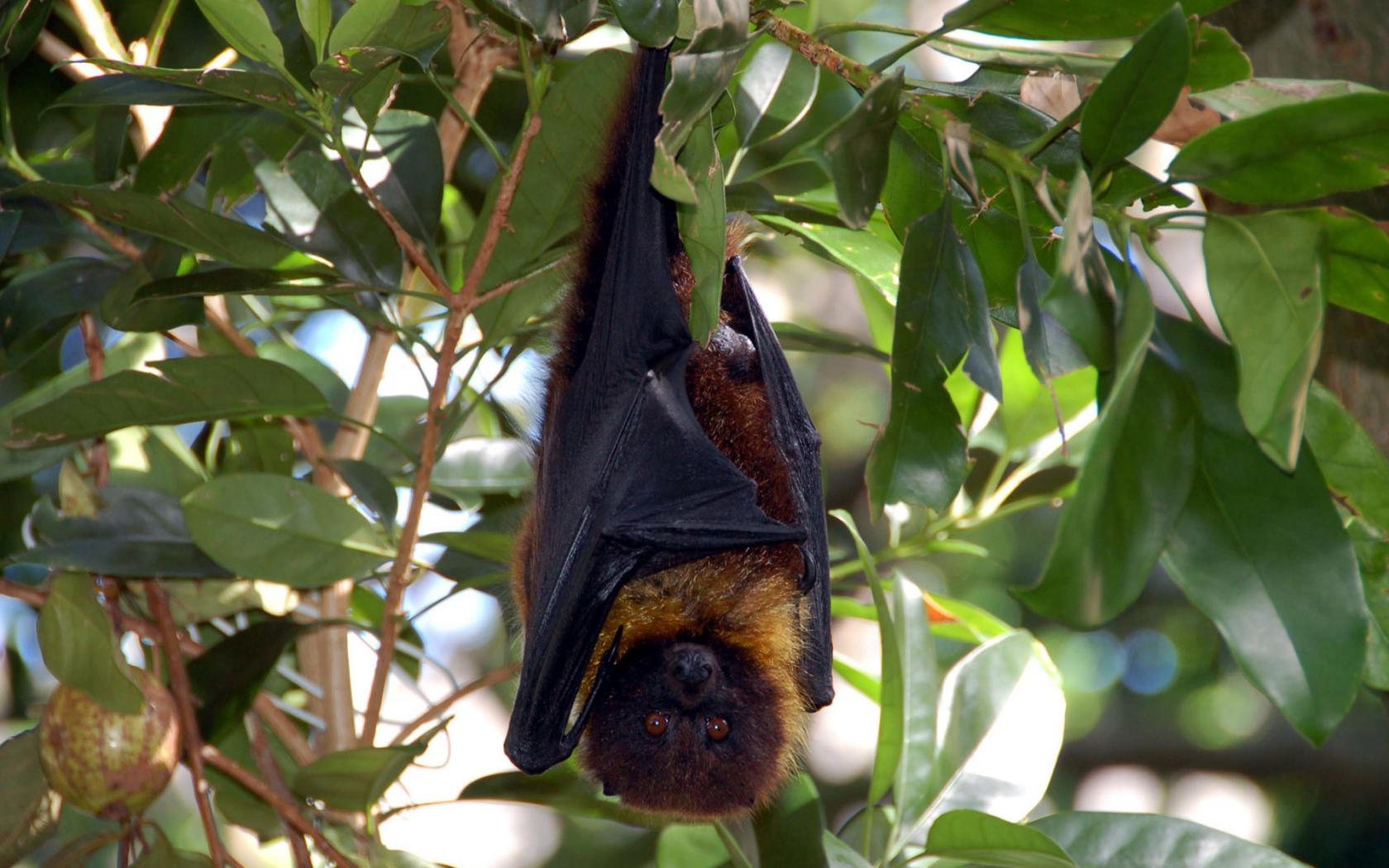 Ветки, летучая мышь, отдых, любопытство Животные картинки, обои рабочий стол