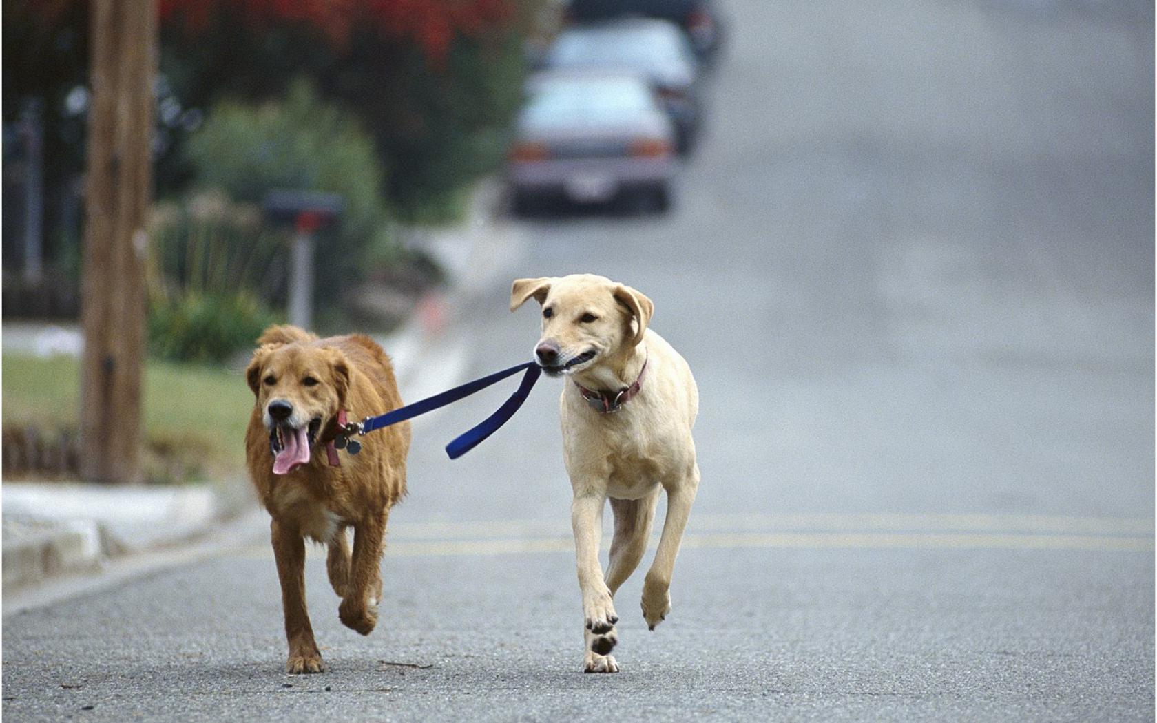Собаки, поводок, улица Животные картинки, обои рабочий стол