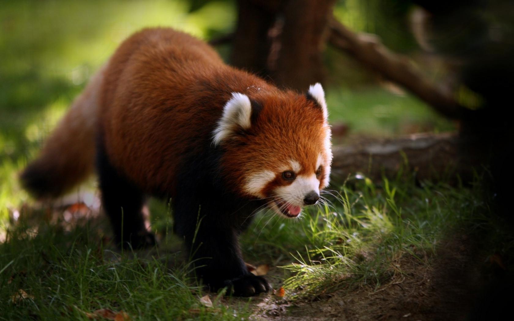 Маленькая Панда Животные картинки, обои рабочий стол