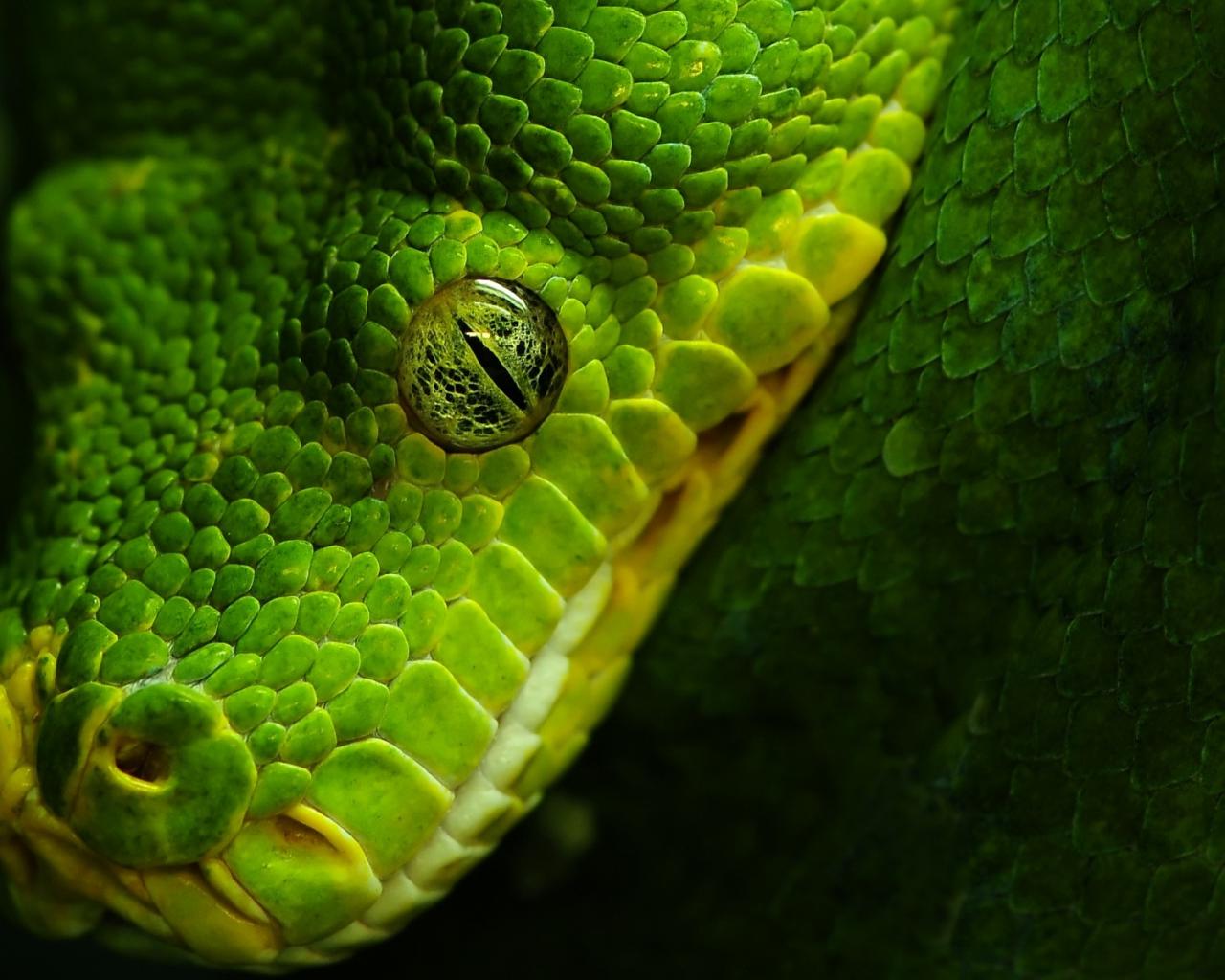 Змея, глаз, зелёный, чёрный Животные картинки, обои рабочий стол