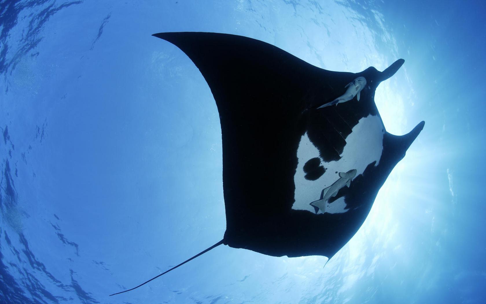 Скат, океан Животные картинки, обои рабочий стол