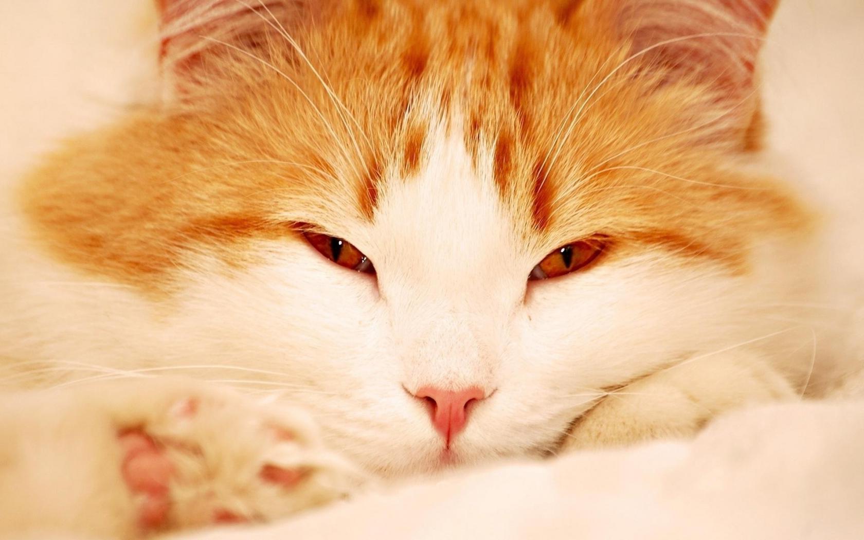 Кот, рыжий, кошка Животные картинки, обои рабочий стол