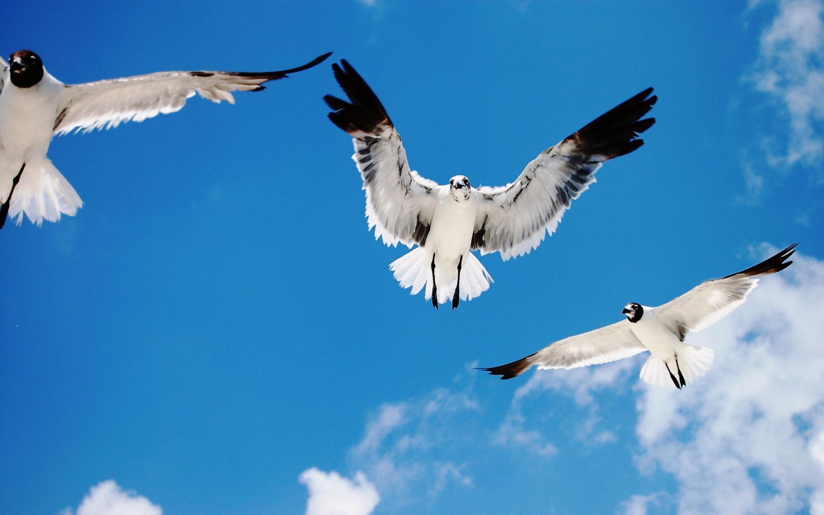 Небо, птицы, облака Животные картинки, обои рабочий стол