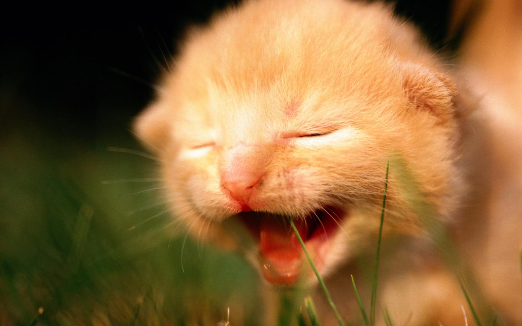 Слепой котёнок Животные картинки, обои рабочий стол