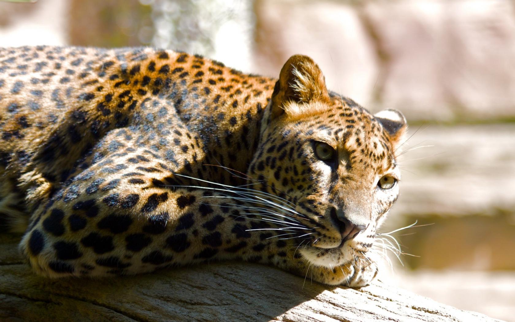 Леопард на бревне Животные картинки, обои рабочий стол
