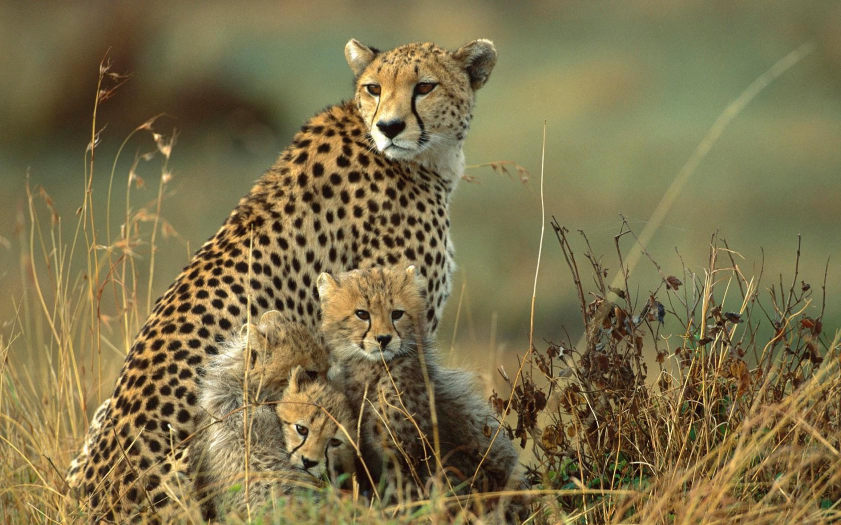 Звериная семья Животные картинки, обои рабочий стол