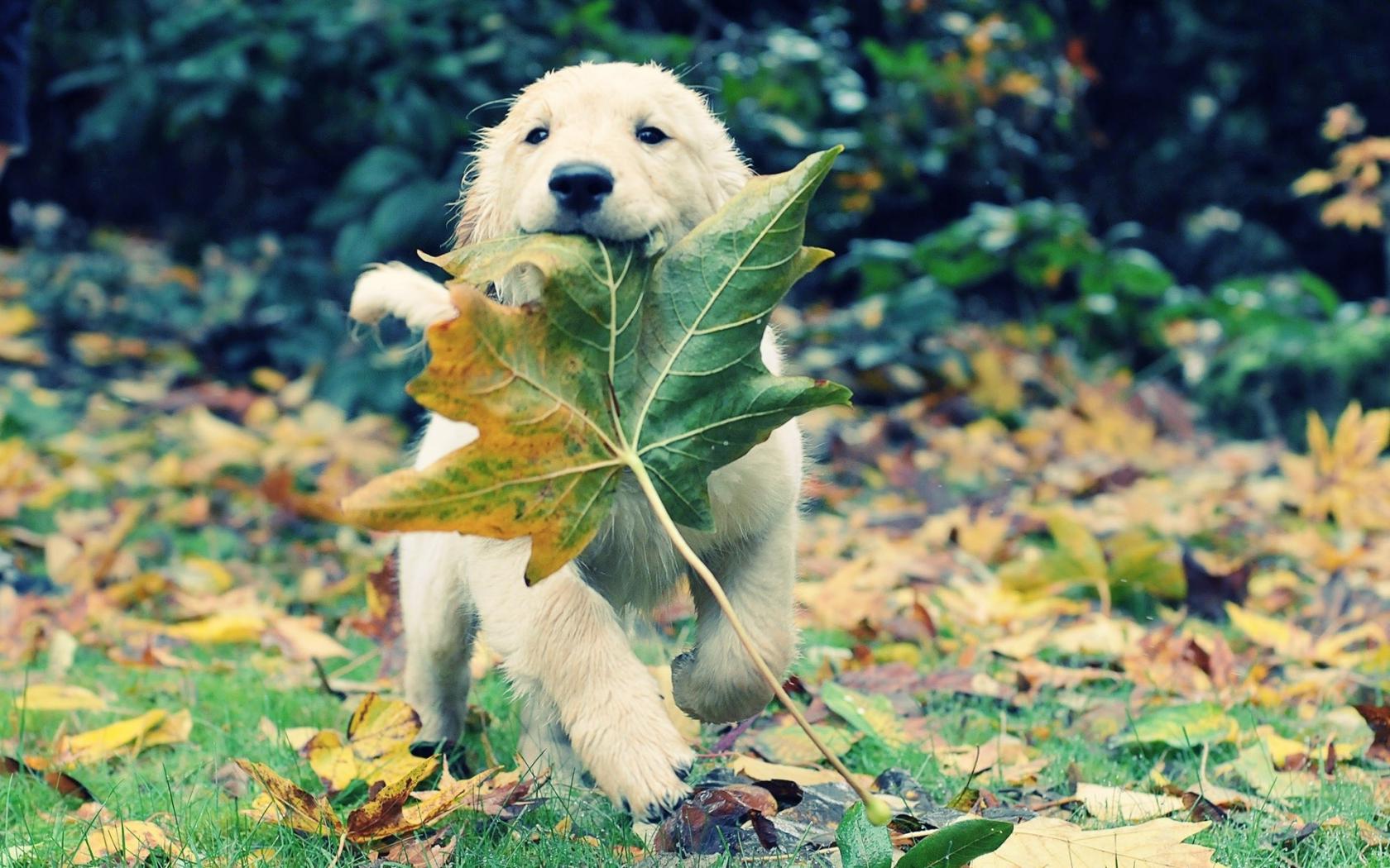 Осень, листья, собака Животные картинки, обои рабочий стол