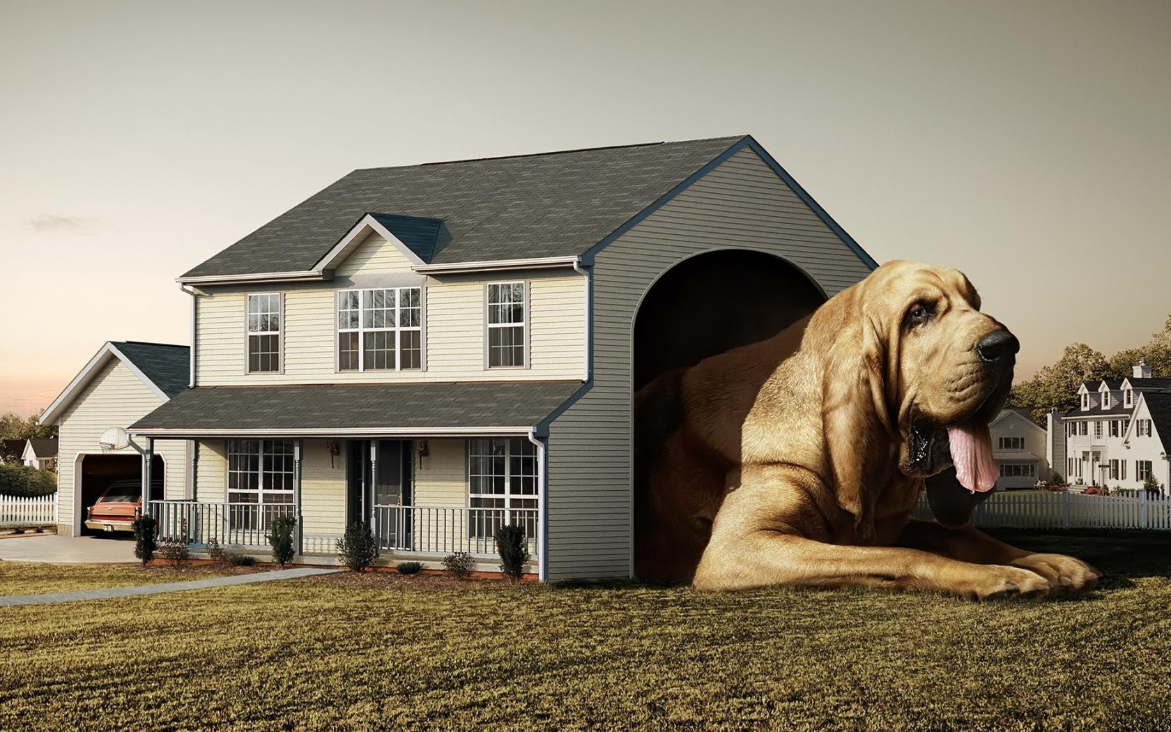 Собачий Дом Животные картинки, обои рабочий стол