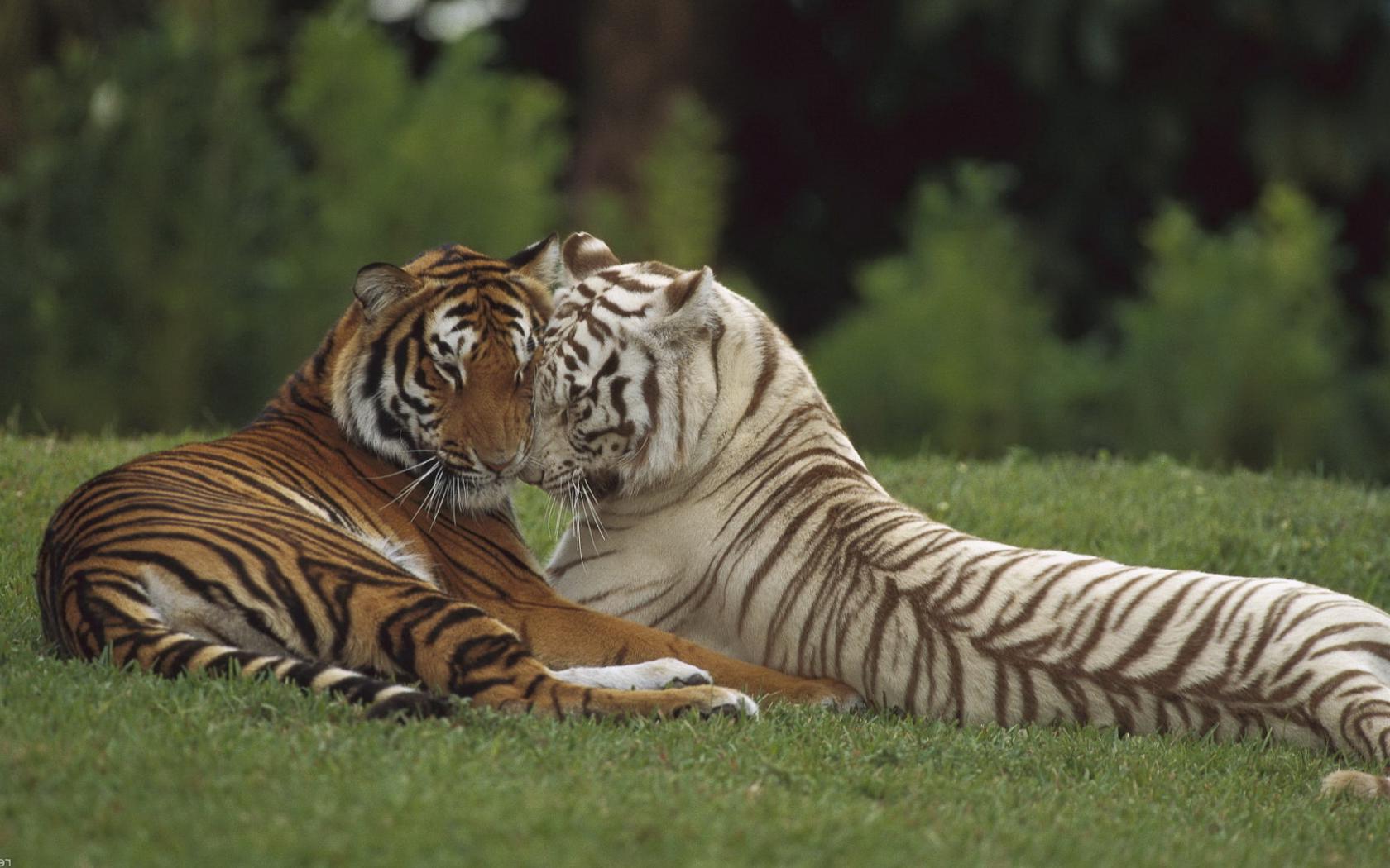 Тигры, трава Животные картинки, обои рабочий стол
