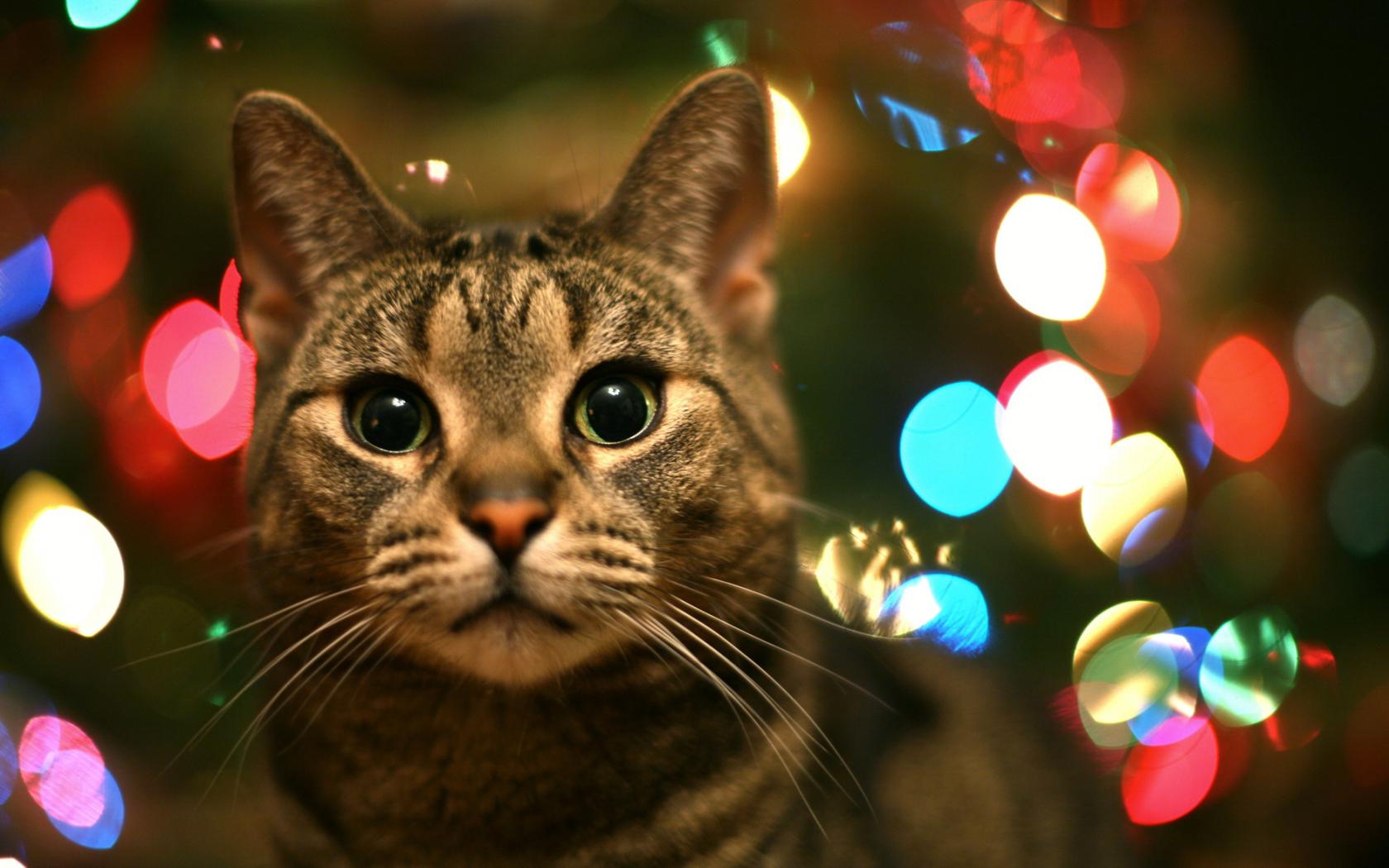 любопытный кот Животные картинки, обои рабочий стол