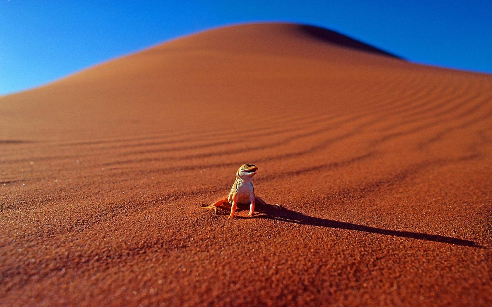 Пустыня с животными