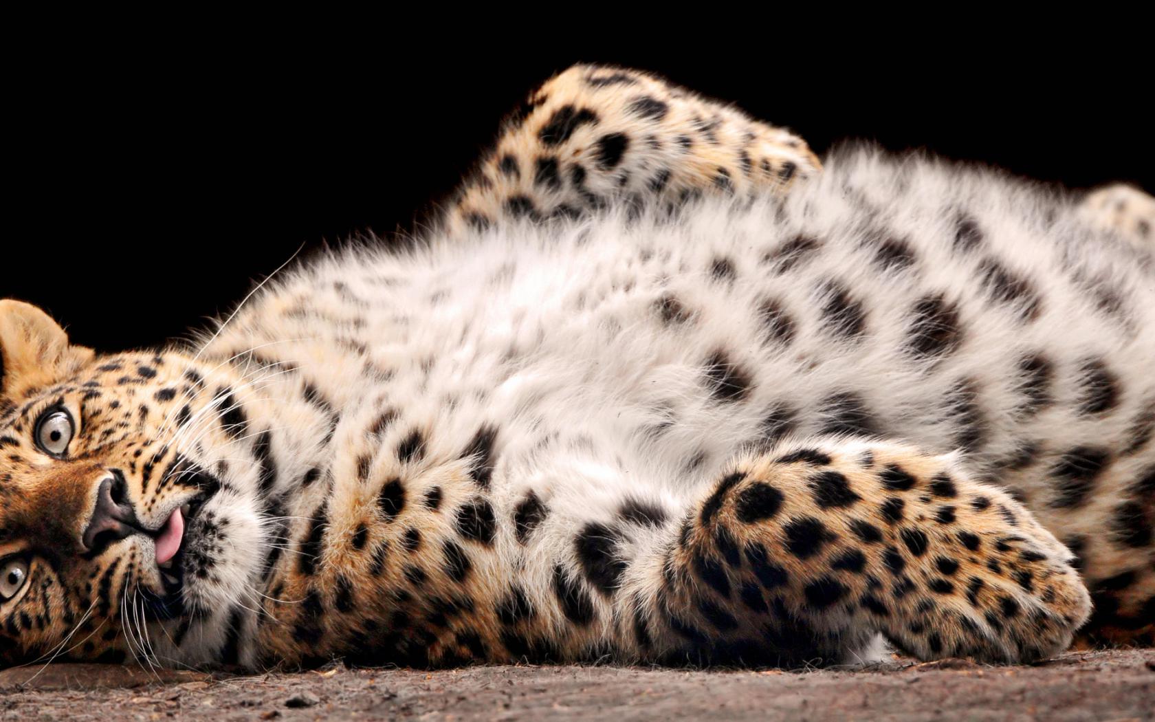Леопардовое брюшко Животные картинки, обои рабочий стол