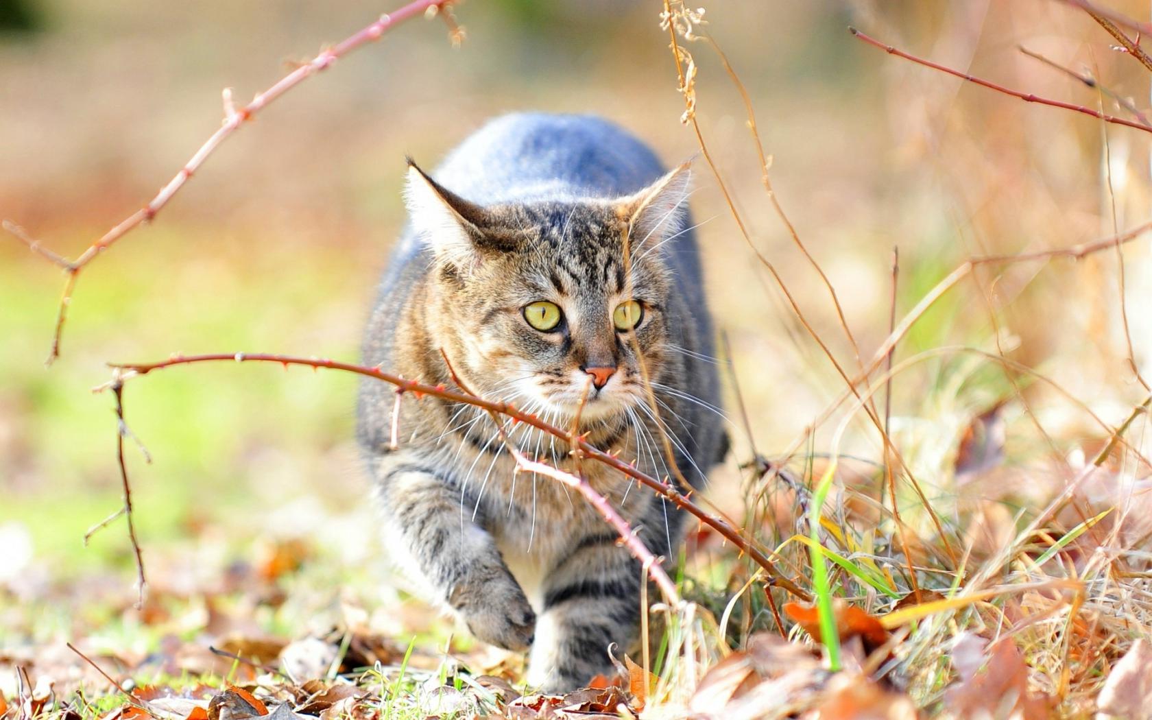 Кот, кошка, котяра Животные картинки, обои рабочий стол