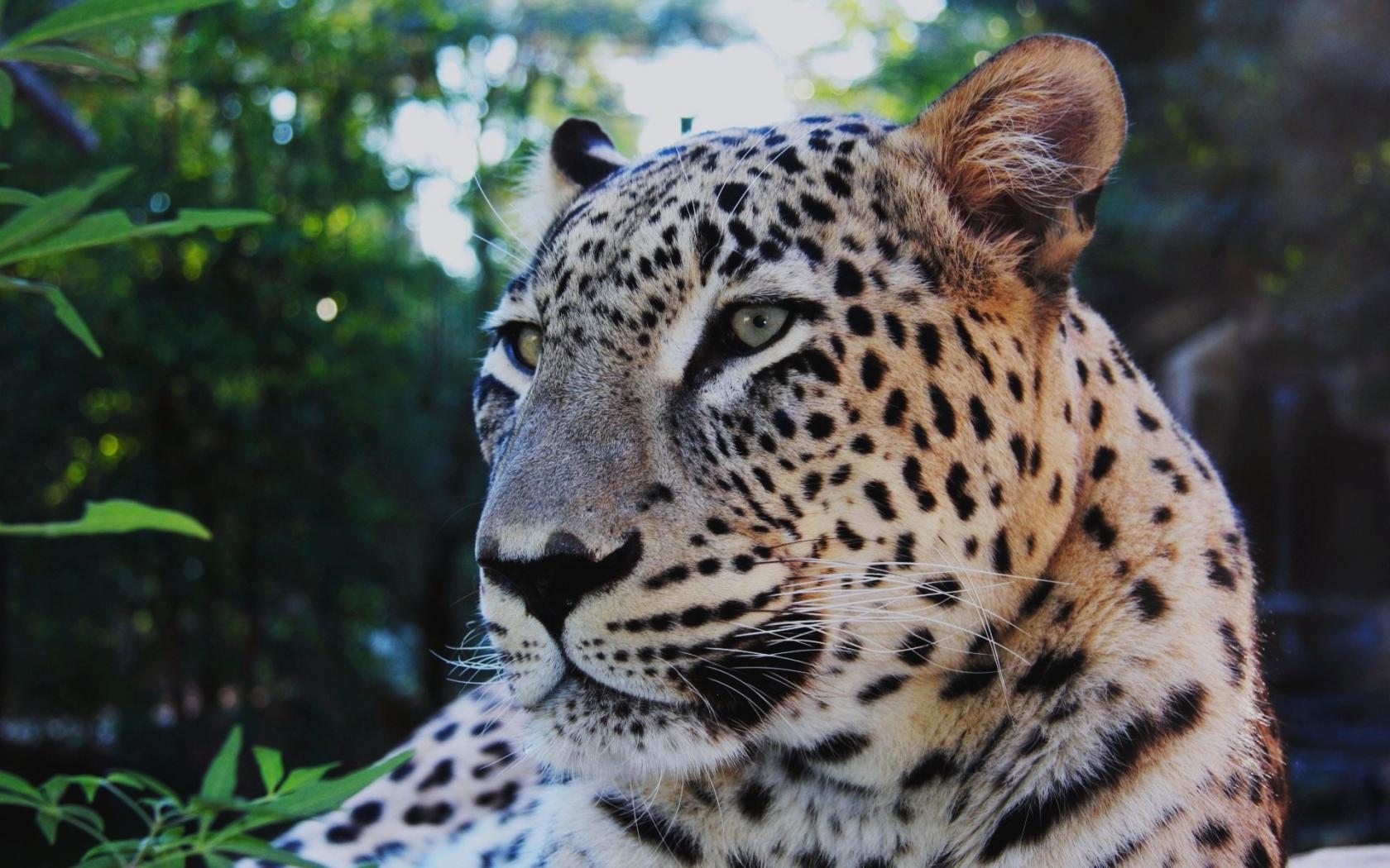 Леопард, усы, задумчивый Животные картинки, обои рабочий стол