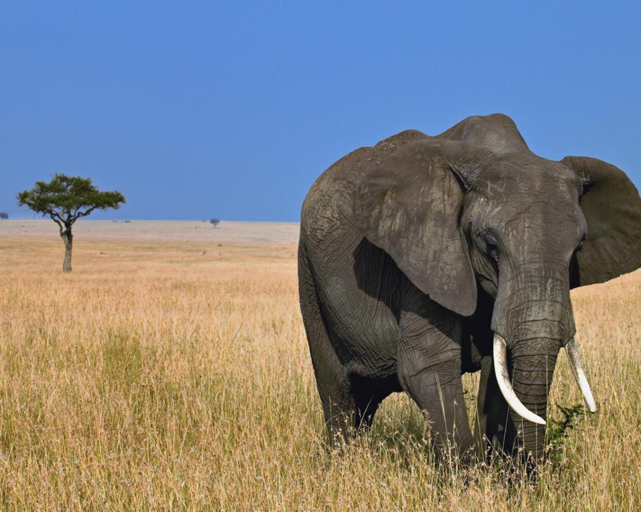 Старый, слон Животные картинки, обои рабочий стол