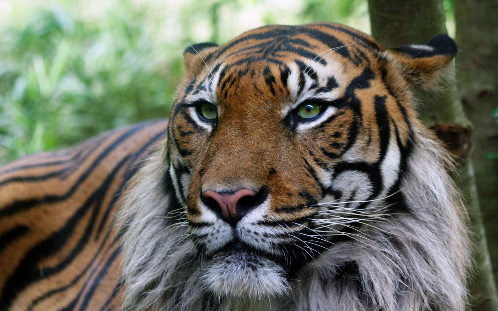 Мудрый хищник Животные картинки, обои рабочий стол