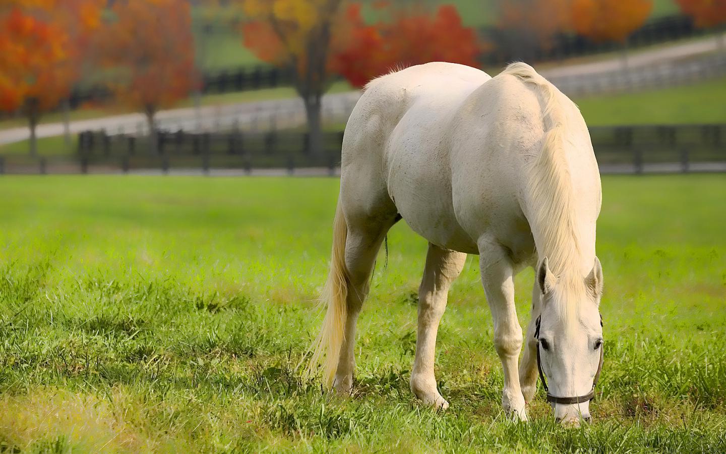 Лошадь, пастбище, трава, осень Животные картинки, обои рабочий стол