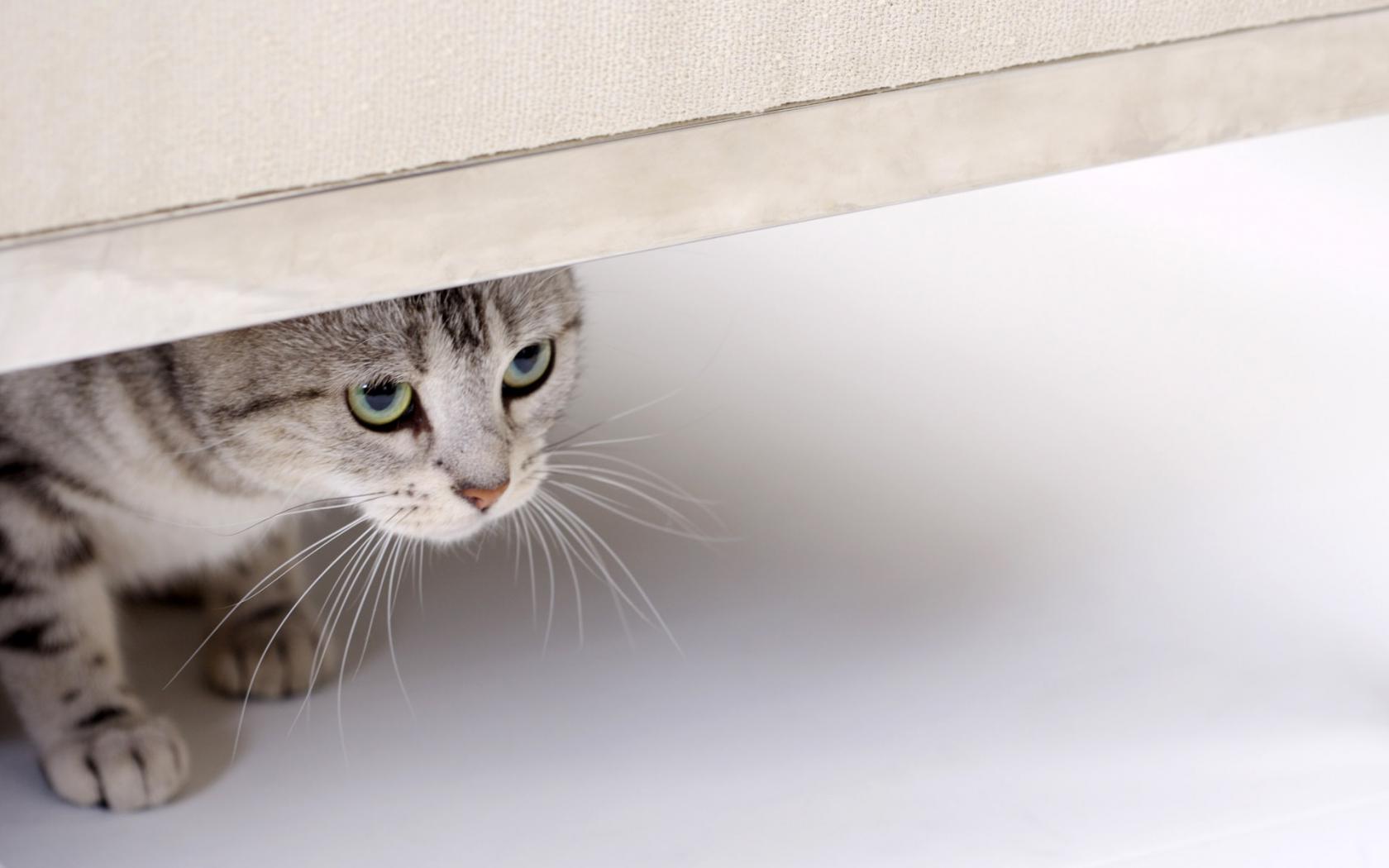 Кот, кошка, смотрит, взгляд, глаза Животные картинки, обои рабочий стол