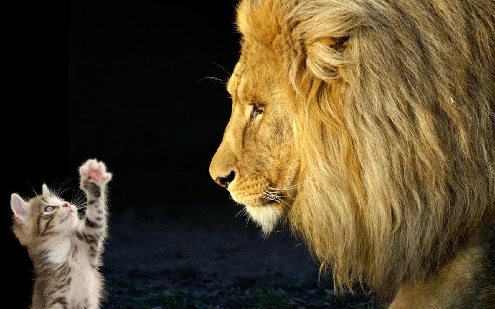 Лев и котенок