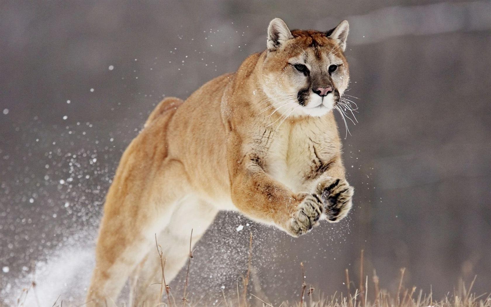 Пума в прыжке Животные картинки, обои рабочий стол