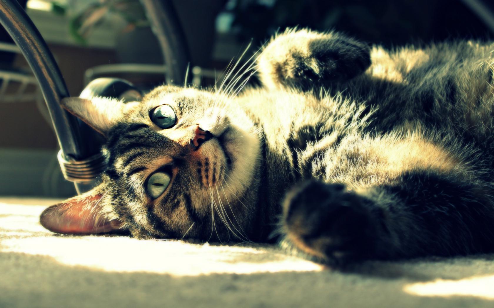 Кот, солнце, глаза Животные картинки, обои рабочий стол