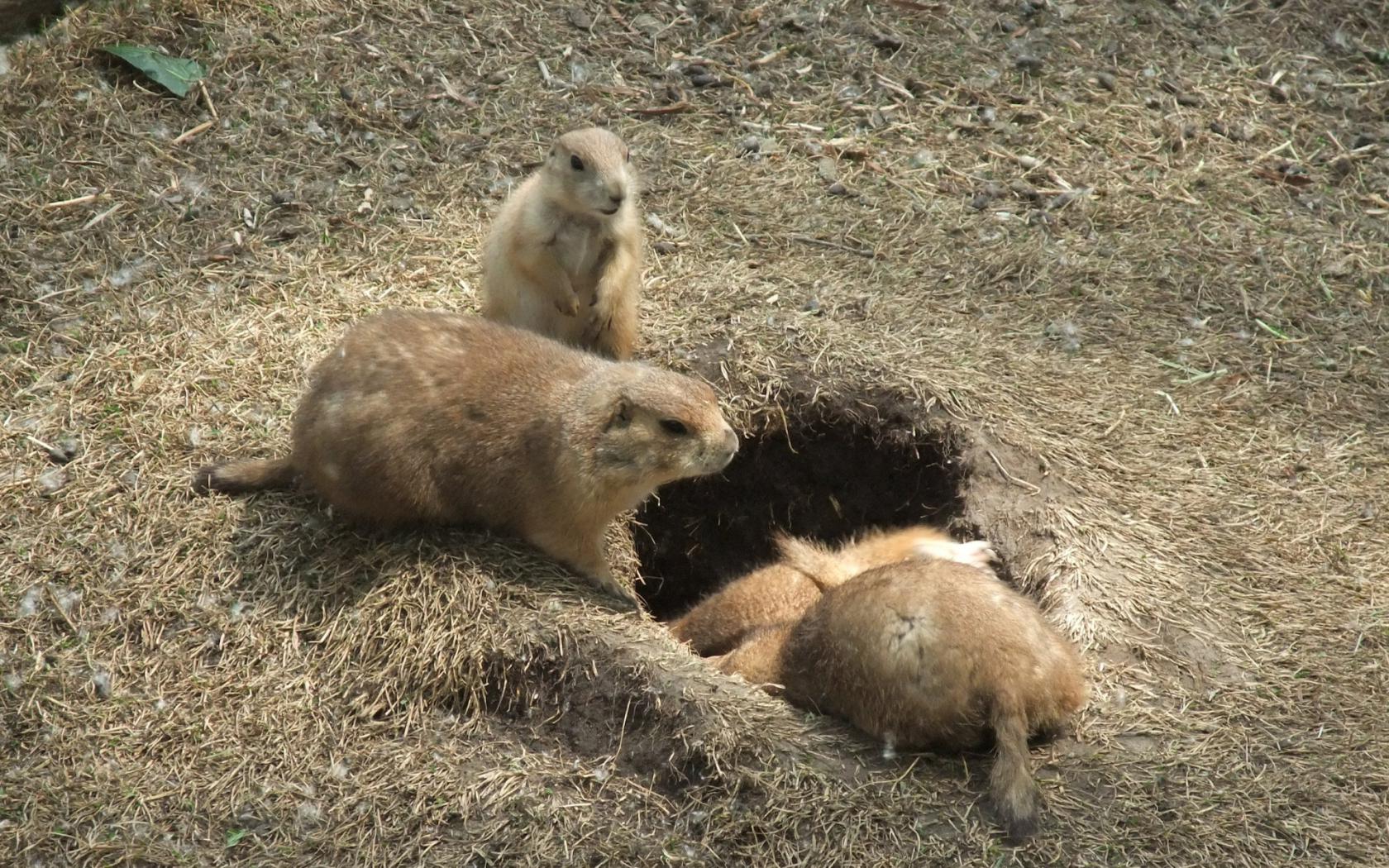 Землеройки Животные картинки, обои рабочий стол