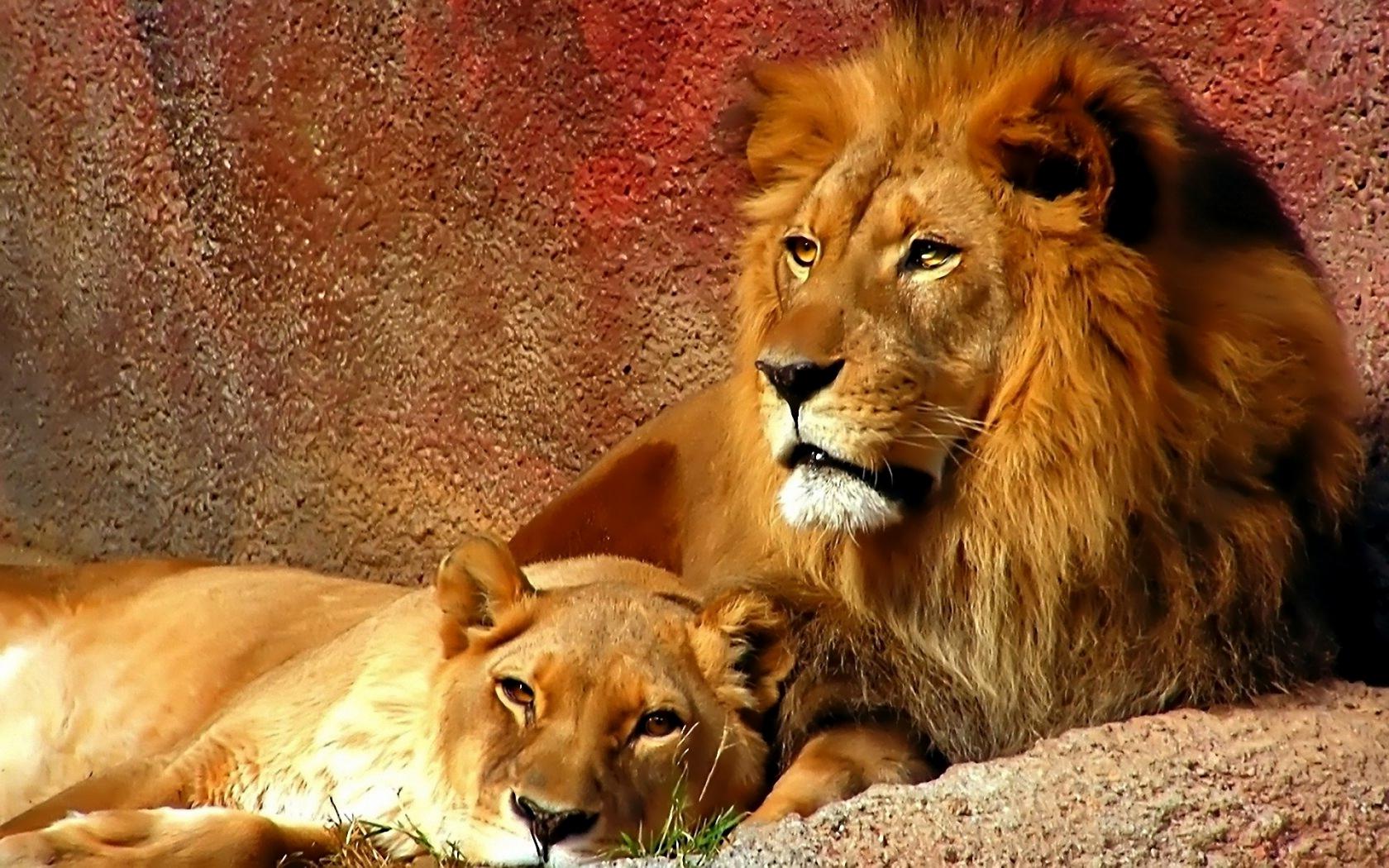 Лев, львица, чета, прайд Животные картинки, обои рабочий стол