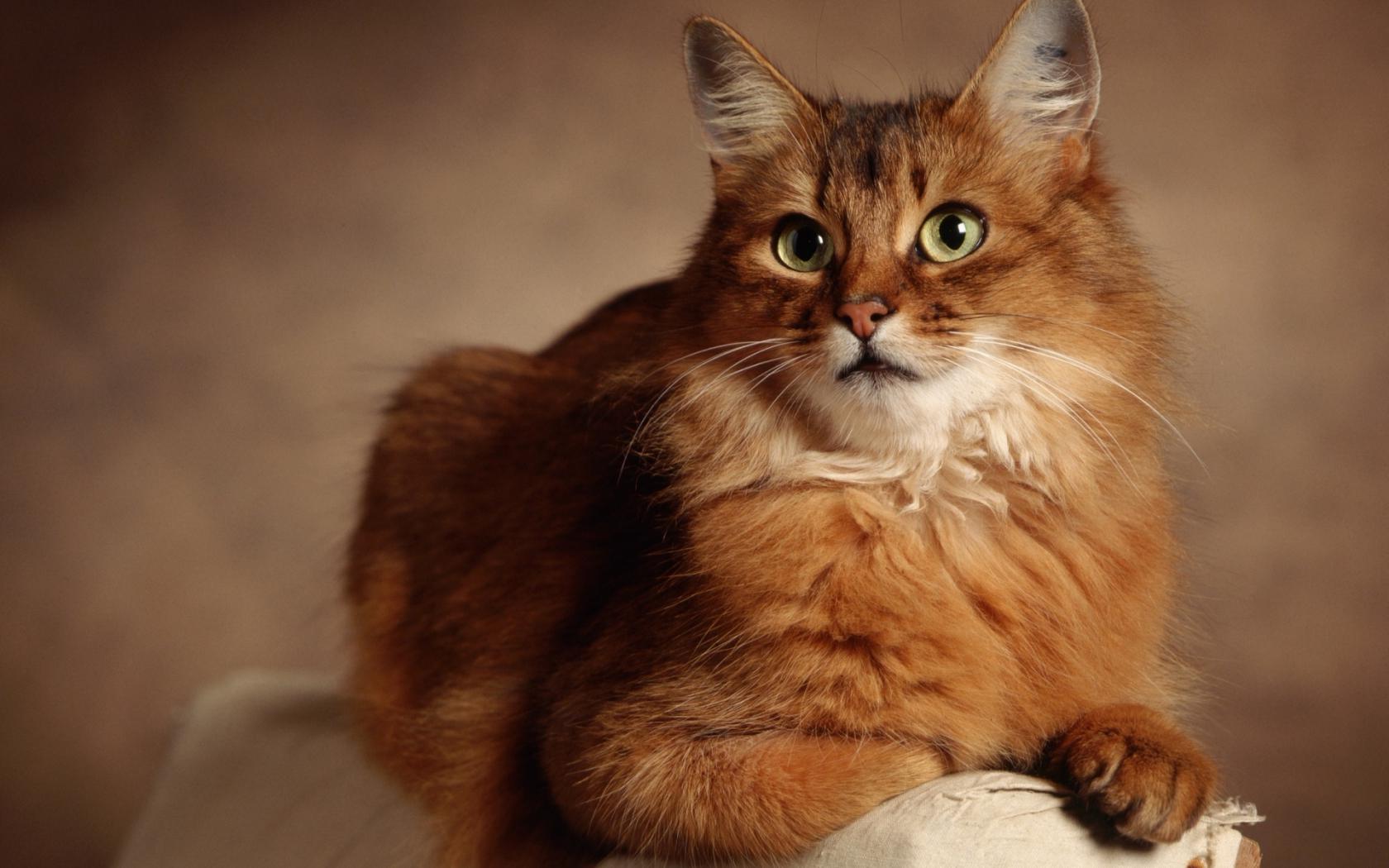 Отдых рыжего кота Животные картинки, обои рабочий стол