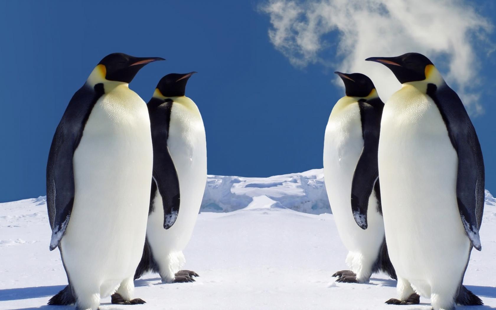 4 Императорских Пингвина Животные картинки, обои рабочий стол