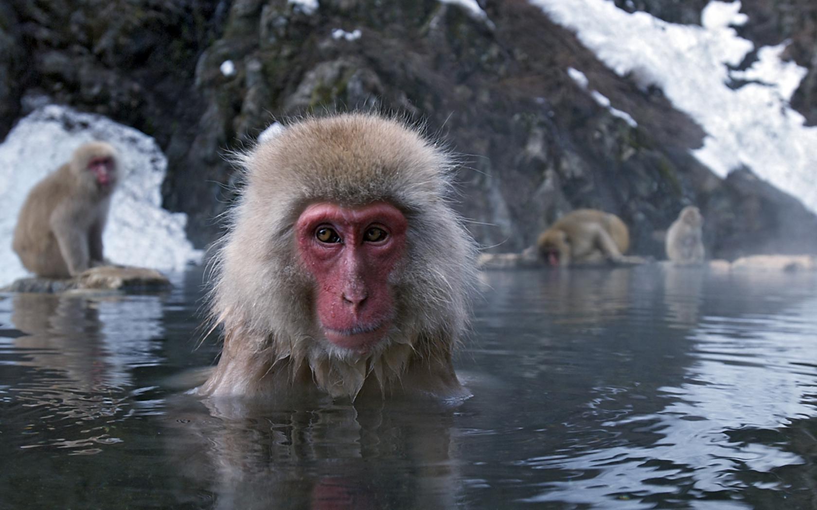 Животные, япония, зима Животные картинки, обои рабочий стол