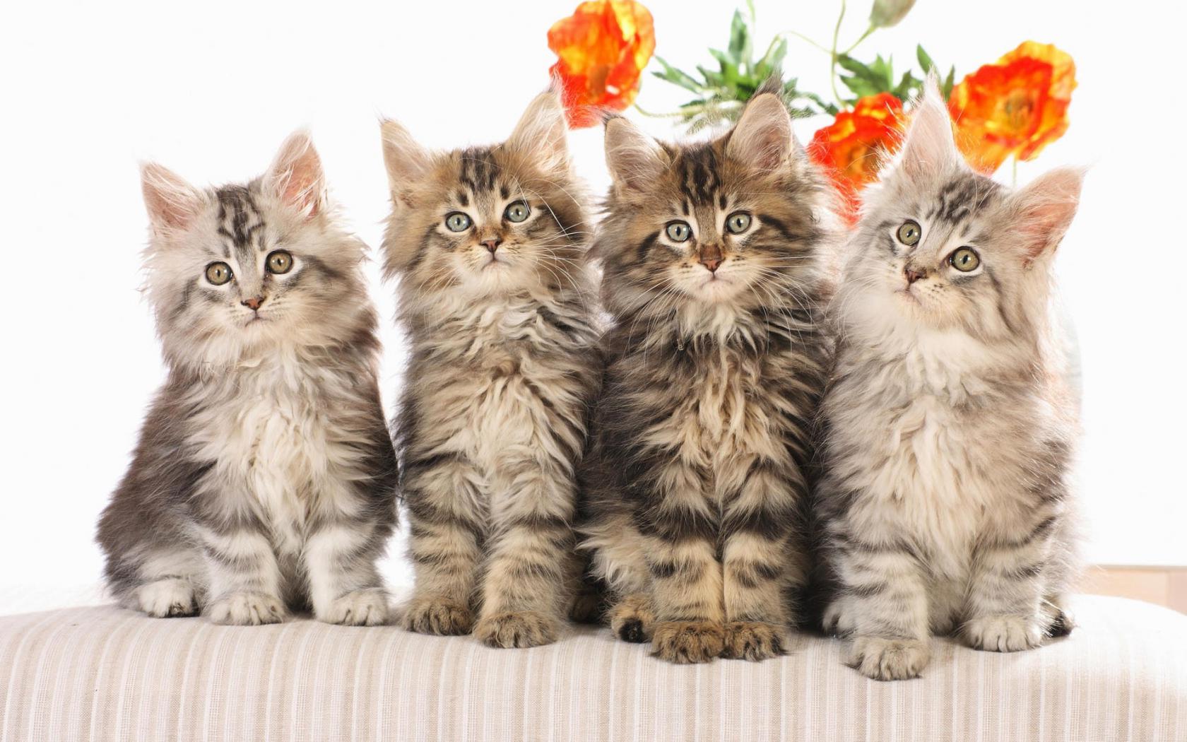 Котята на диване Животные картинки, обои рабочий стол