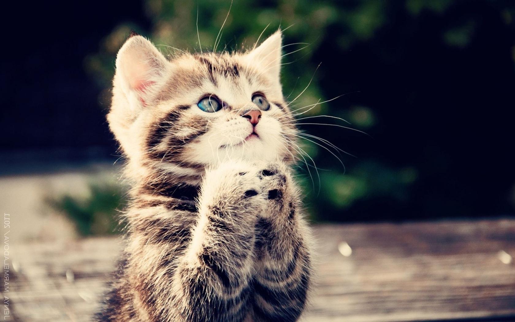 Котенок, пушистый, взгляд Животные картинки, обои рабочий стол