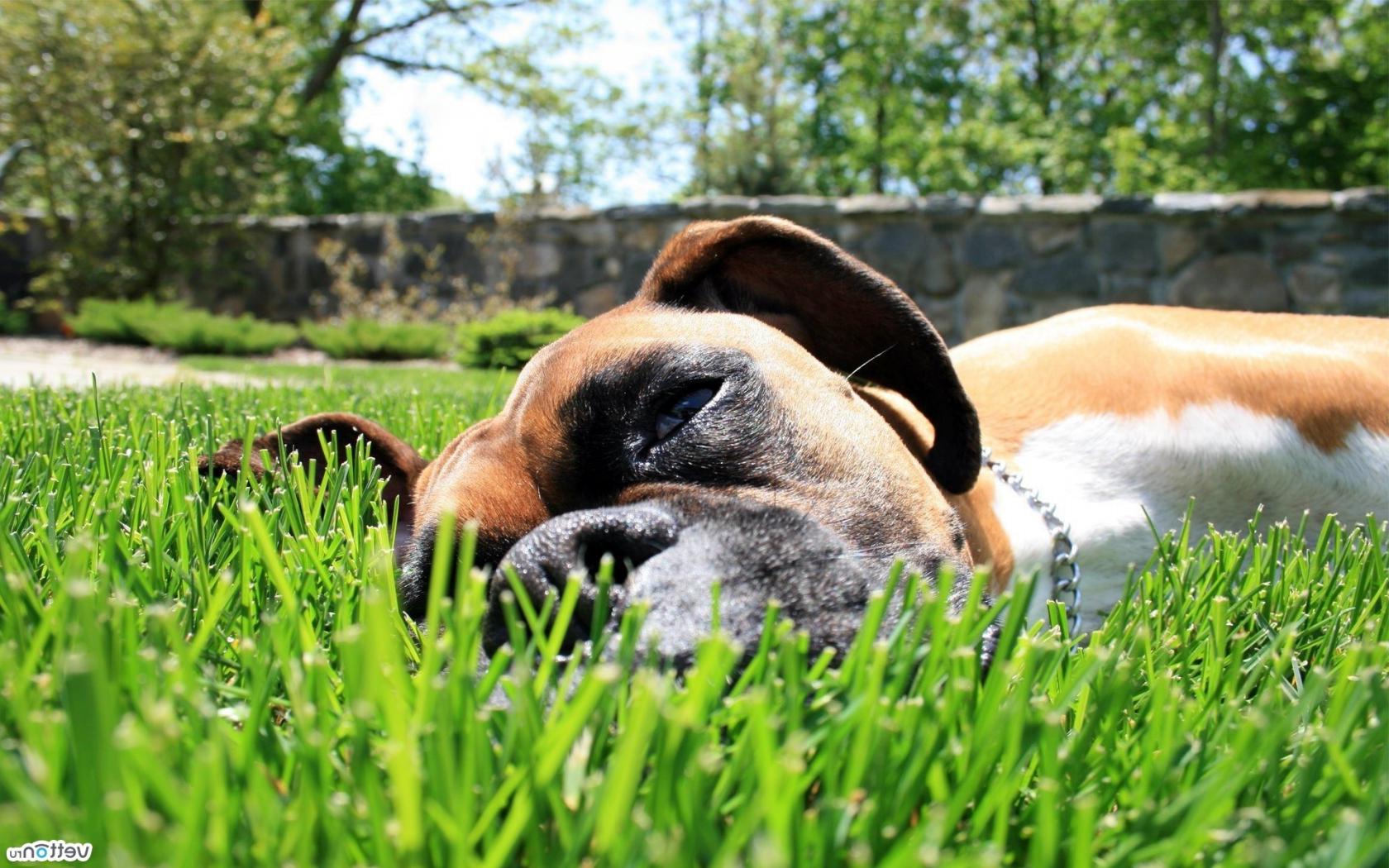 Собака, лежит, трава Животные картинки, обои рабочий стол