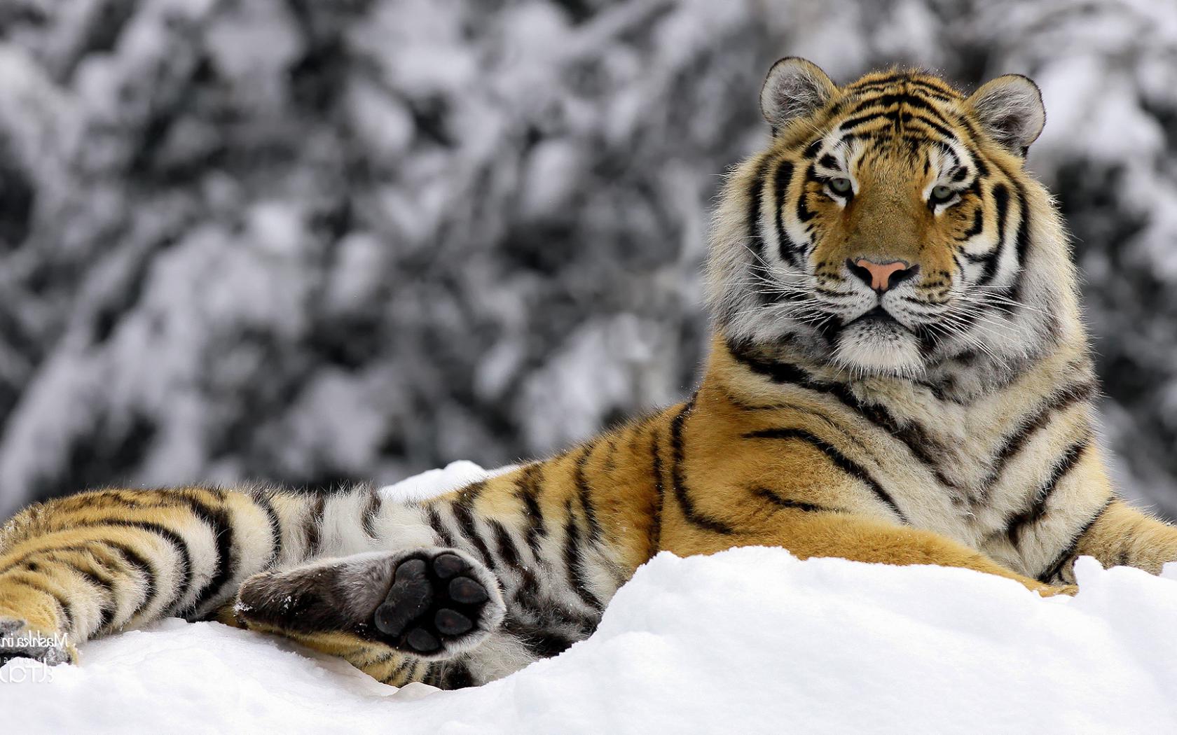 Тигр, зима Животные картинки, обои рабочий стол